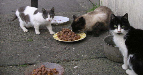 喂食流浪猫一周,它每天叼着虫子来我家门口