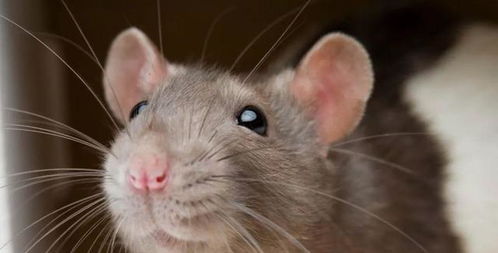 为什么老鼠全身是病菌,猫吃老鼠却不会生病 看完就懂了