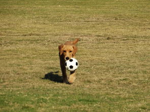 小 狗 玩 球