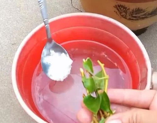 生根粉可以兑水直接浇花吗,生根液直接涂到多肉根上？