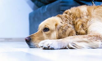 什么是犬冠状病毒 对狗狗有什么危害 幼犬的病症会更严重