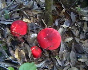 红菇有几种品种,红菇该怎么鉴别？