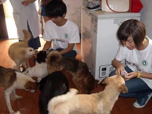 海外养宠物需慎重,学生公寓禁止养宠物
