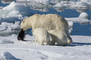 棕熊与北极熊表达母爱方式大不同 