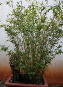 家里为什么不能养凤尾竹,庭院种植凤尾竹好不好？