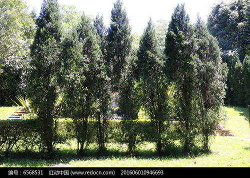 整齐的一排树高清图片下载 红动网 