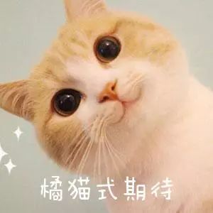 你适合养公猫还是母猫