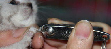 一个半月的小猫可以剪指甲吗 