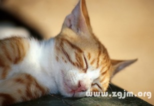 梦见猫睡觉