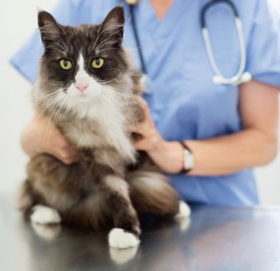宠物医院能治猫咪耳螨吗,宠物医院治猫咪耳螨能好吗 