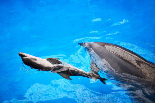 刚出生的海豚宝宝喊你给它起名字