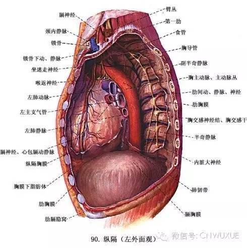 人体内脏与呼吸