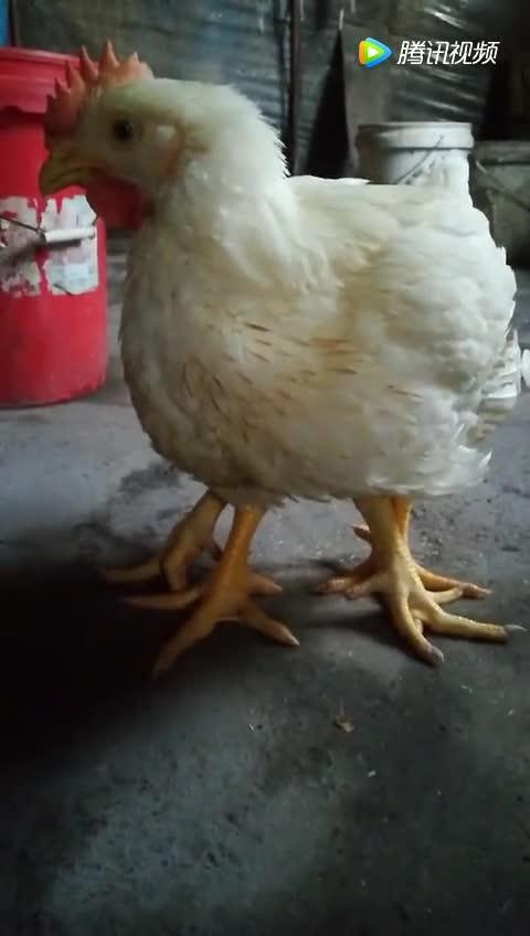 一只鸡有4条腿正常吗 鸡是2条腿还是4条腿