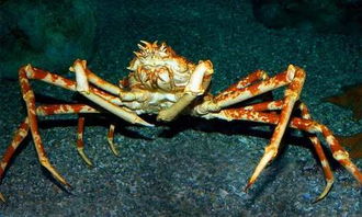 世界上最大的螃蟹 以小鱼和贝类为食,寿命长达100年 