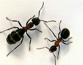 床上有蚂蚁怎么办