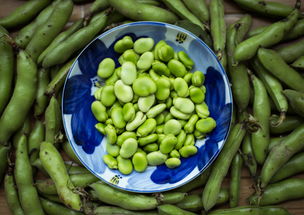 鲜蚕豆是什么季节的食物