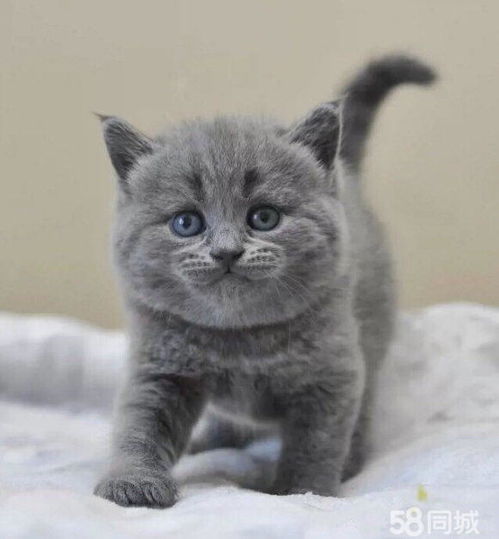 英短蓝猫 银渐层蓝白多只萌猫特价出售 健康活泼可爱 潍坊宠物猫 