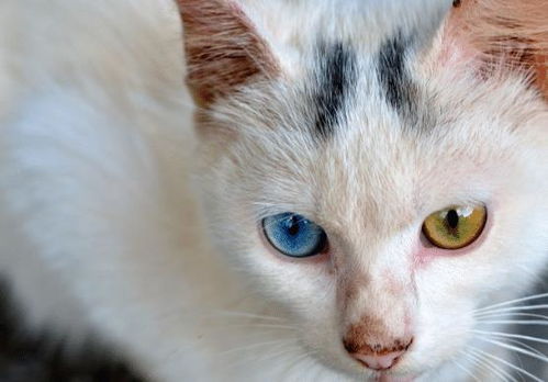 你真的适合养猫吗 如果你打算养一只猫,就看一下这篇文章 基因 