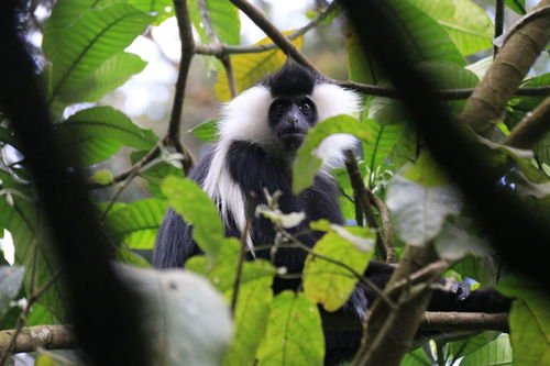 全球连线丨神奇生物在哪里 卢旺达 疣猴