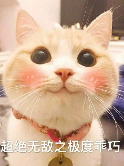 喵喵喵丨又想骗我养猫