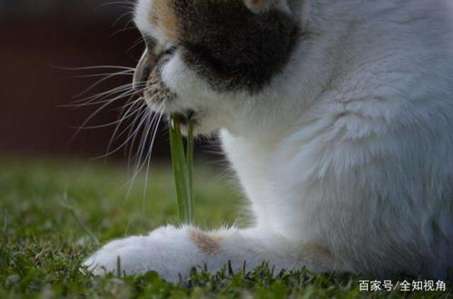 猫为什么要吃草 科学家 吃植物是一种本能,利于进化