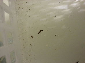 厨房有很多这种小虫子,不知道怎么消除 