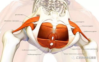 产后的妈妈,你的盆底肌在哪 骨盆修复 盆底肌修复 骨盆闭合 