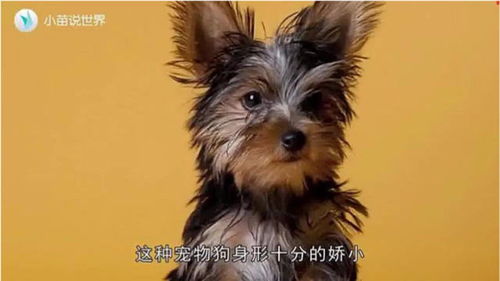 3000元一只的茶杯犬,到底是怎么来的看完你还忍心养吗 