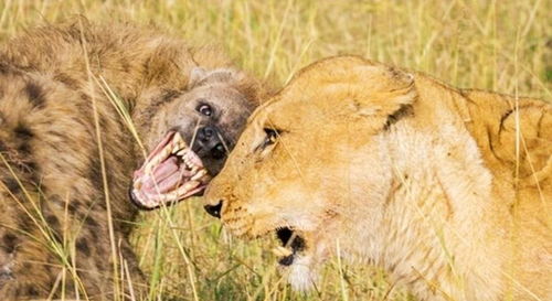 狮子比鬣狗厉害很多,两者也有诸多矛盾,为何狮子不消灭鬣狗呢