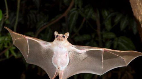 蝙蝠飞进屋里是吉是凶 蝙蝠的十大生活特征及寓意