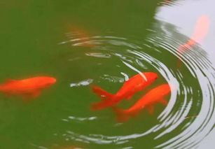 钓获一条10斤重的红鲤鱼,在中国它是好运气的象征 
