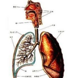 海绵体纤维化症状图片 搜狗图片搜索