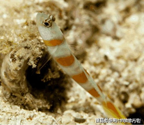 小虾虎鱼的寿命有多短 科学家 从出生到死亡,只需要两个月