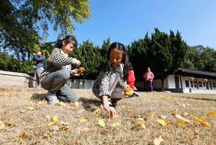 节气课堂丨立冬时节,苏州人怎么过 赏银杏食美味,还有这些 一样都不少