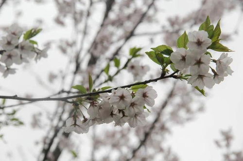 启东新增网红打卡点 医药巷樱花大道