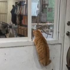 网友在办公室养了只橘猫,小时候喜欢跳窗户,长大后却跳不过去了