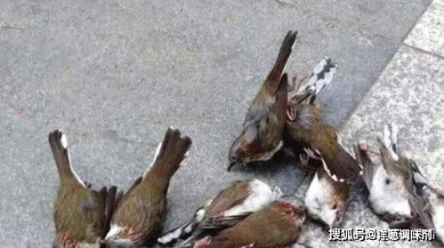街上惊现大批鸟尸体,以为是互殴导致的,谁料凶手竟是一栋高楼