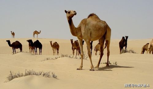 当代仅存的野骆驼种群在中国的 数量 