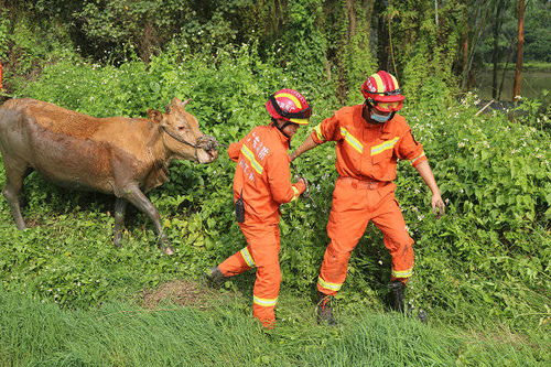 400斤黄牛掉进泥坑 消防机智救援