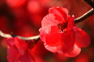 鲜艳的海棠花图片 第1张