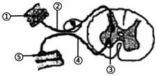 右图是人体反射弧的示意图,如果.代表感受器,则神经冲动的传导顺序是