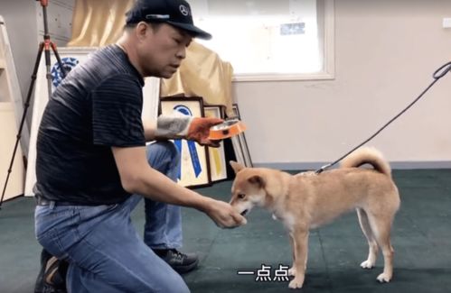 3岁柴犬护食咬人怎么办 狗狗究竟要怎么训练才能听话呢