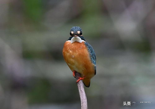 最大限度地接近翠鸟的方法,就是不让鸟儿看到你的眼睛