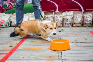 狗狗为什么会吐水水