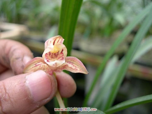 粉色蝶花..有蝶群...寻根问名 