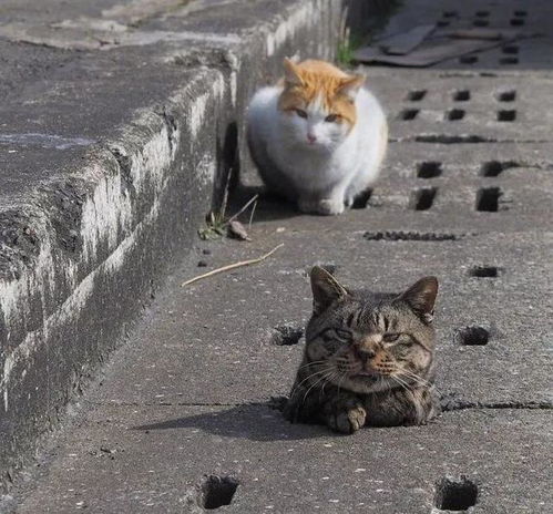 一群猫咪围在下水道旁,镜头拉近后一看,竟见证了喵的耻辱时刻