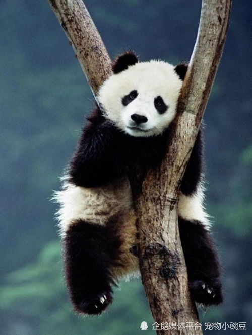 大熊猫的战斗力有多强,现在却卖萌摆烂当上国宝