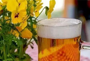 啤酒浇花的正确方法一瓶兑多少水 500ml的啤酒兑多少水浇花