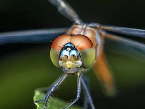关于蜻蜓,你所不知道的7件事 组图