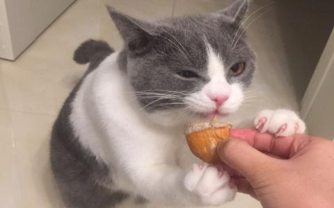 猫可以吃榴莲吗 